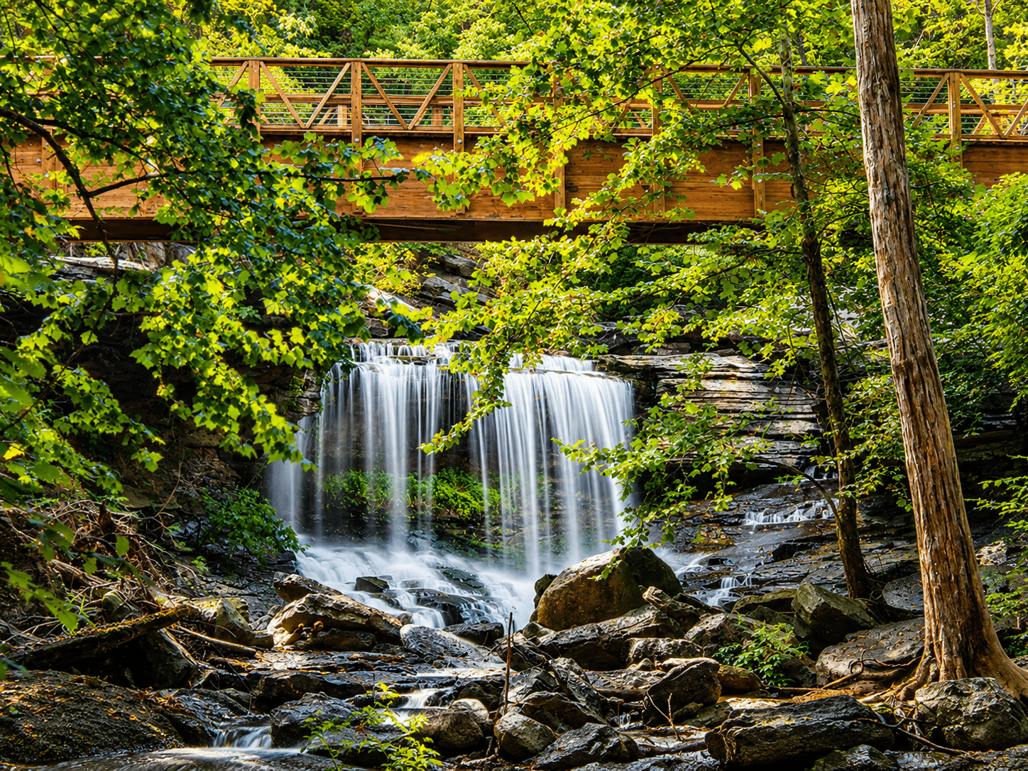 Ozark wooded landscape representing Bella Vista Arkansas lifestyle